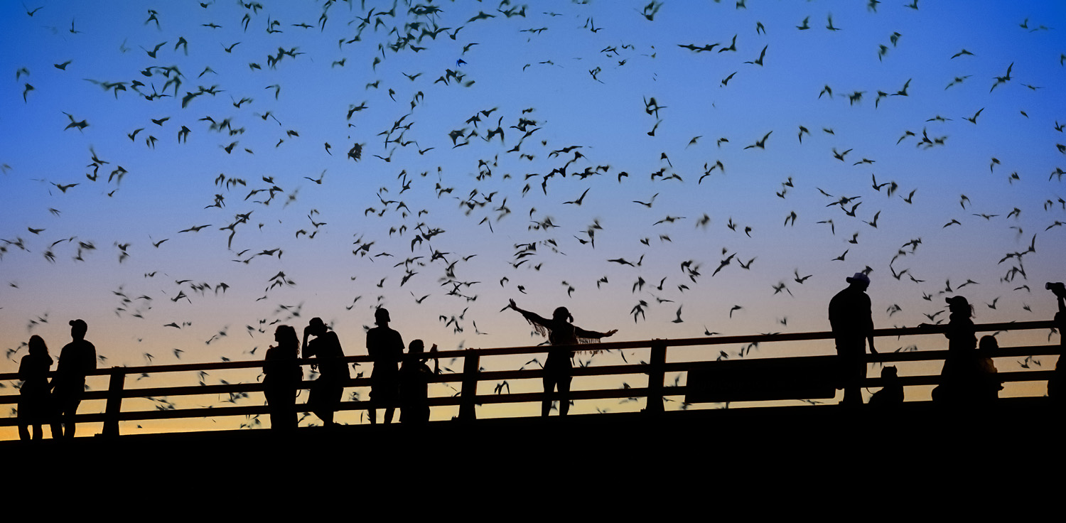 Bats flying over Congress Bridge in Austin, TX Living Magazine